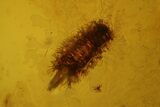 mm Fossil Millipede (Polyxenidae) In Baltic Amber #123399-2